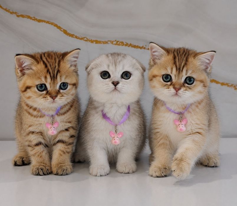Продаются Шотландские котята Скотиш Фолд и Скотиш Страйт