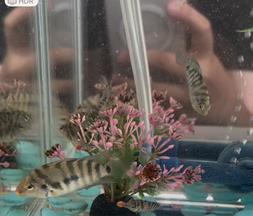 Аквариум с рыбками ( комплект )