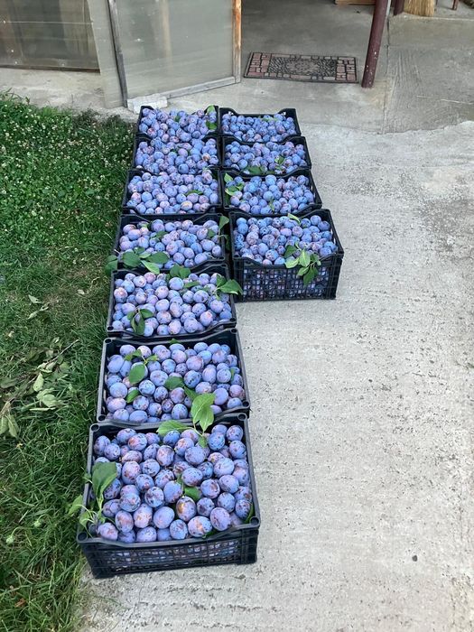 Prune de vânzare CENTENAR