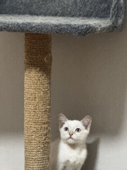 Отдам котенка в добрые руки