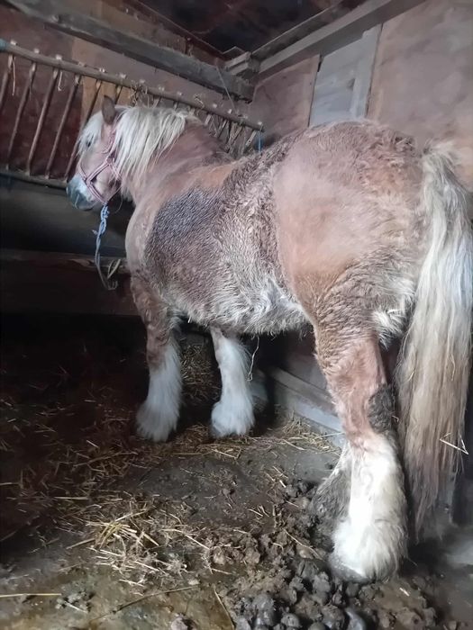 Iapa de vanzare 6 ani