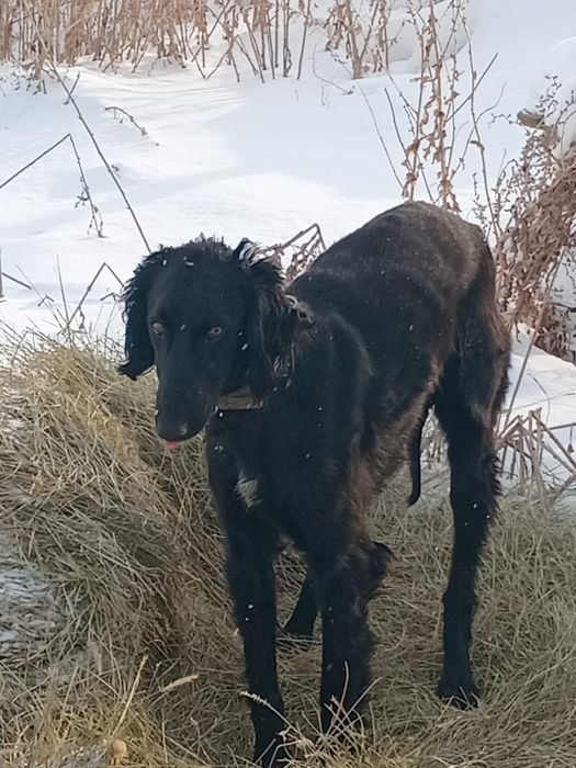 Продам собаку арлан