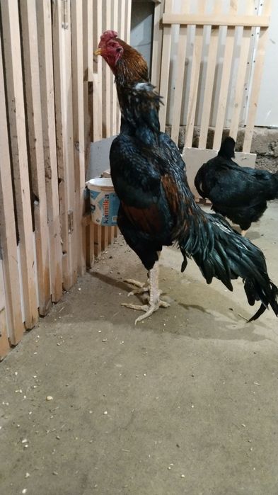 Dakan xoʻroz sotiladi