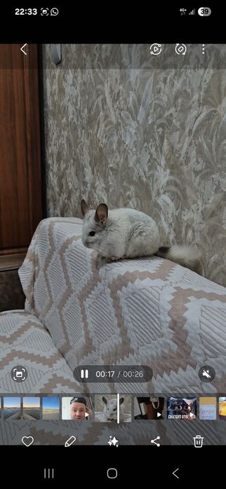 Отдам шиншиллу в добрые руки
