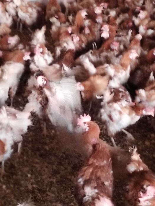 Gaini Outoare 90% procentaji