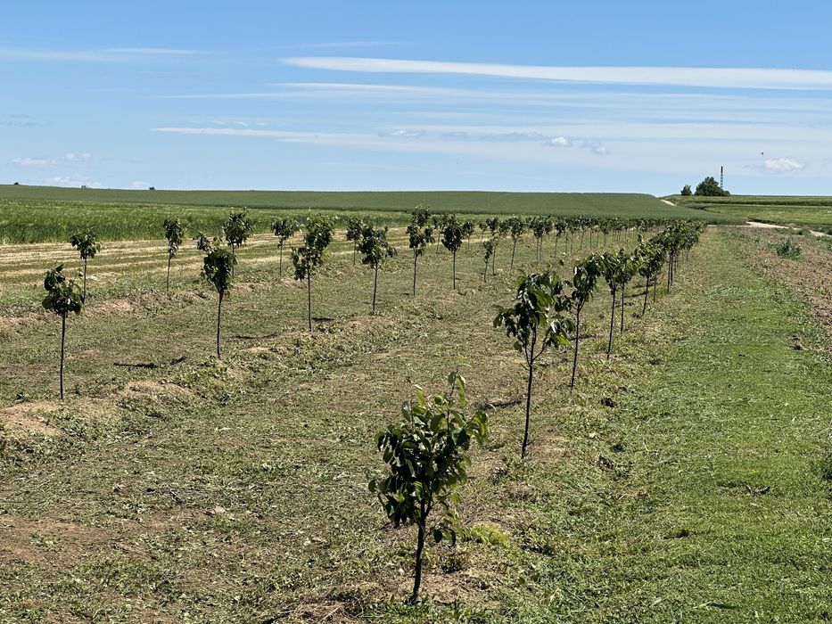Pomi fructiferi -Livezi