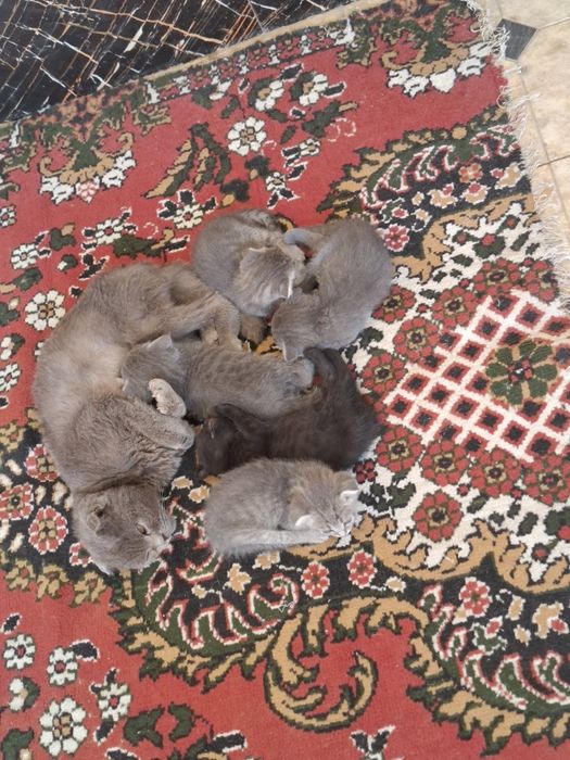 Шотландские вислоухие котята