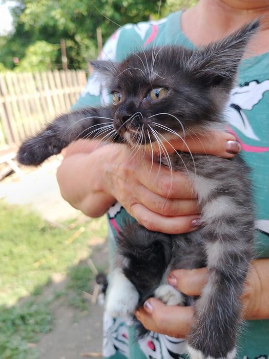 Котята бесплатно