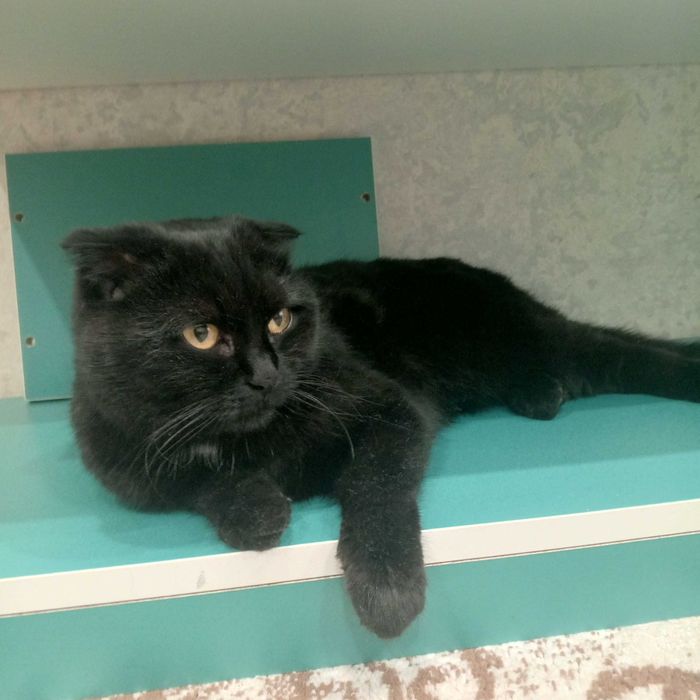 Найдена кошка, черная, вислоухая, на вид домашняя.