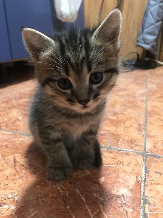 Отдам котят в добрые руки.