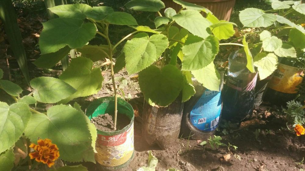 Paulownia Tomentosa, Eleongata rasad, paulonia, pawlonia