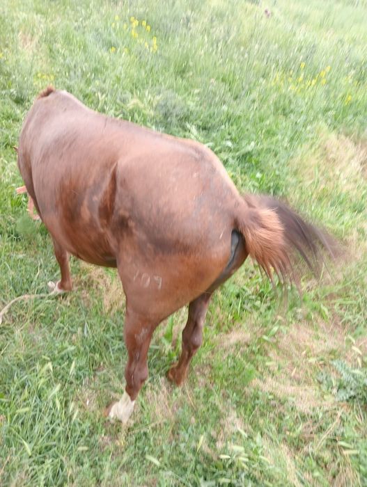 Продам кабылу бие сатам