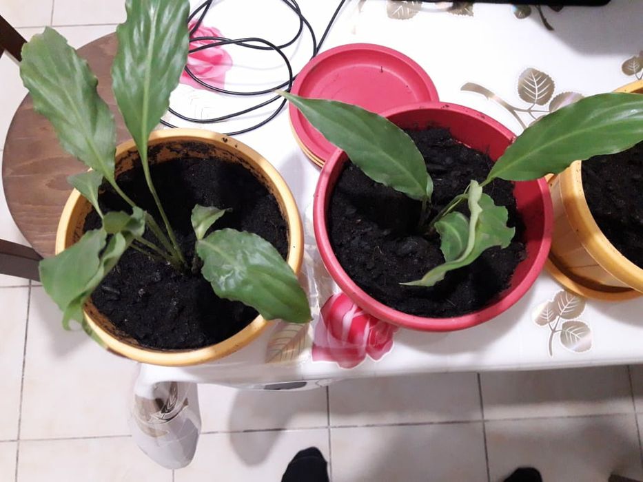 Комнатные растения