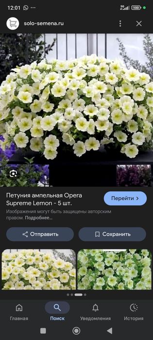 Петунья сорт опера