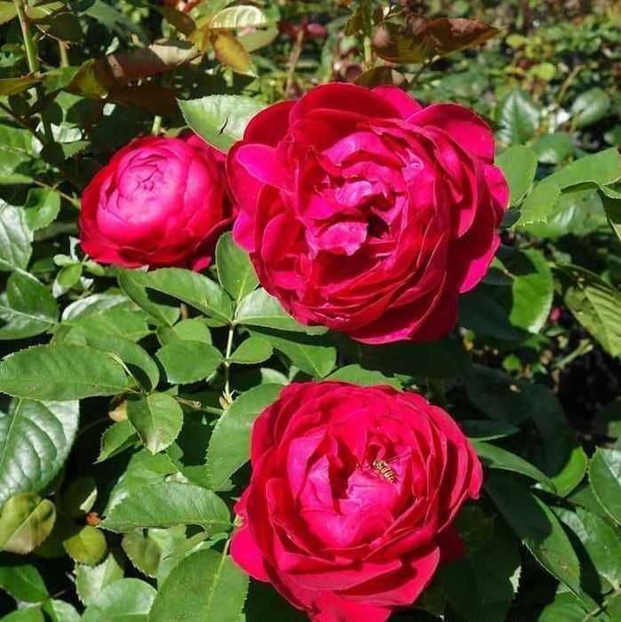 Butas (Răsad) de Trandafir  soi Ascot - rosu, Mauritia - roz, , Lampion-galben, Aqurell - roz galben, pt plantat
