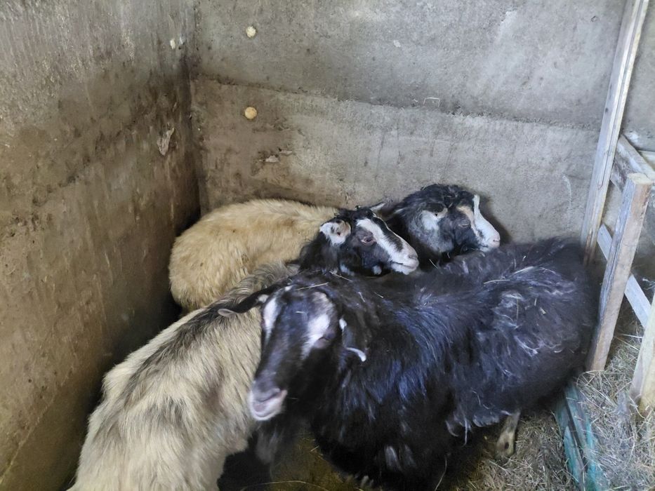 Ешкілер сатылады!