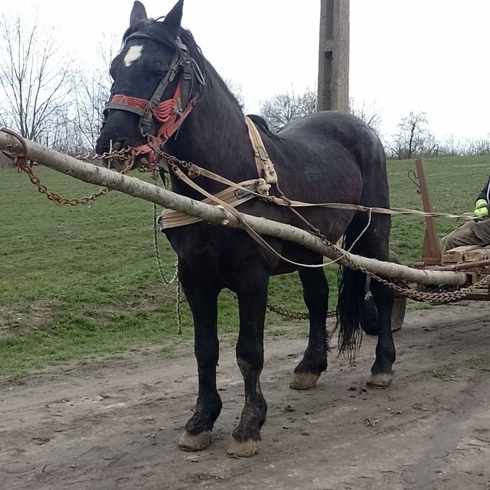 Vând armăsar de 7 ani