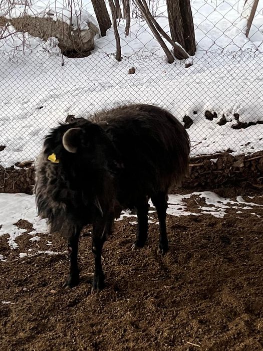 Қошқар , Теке сатылады