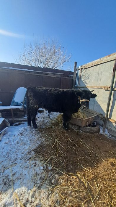 Кара баспак сатылады