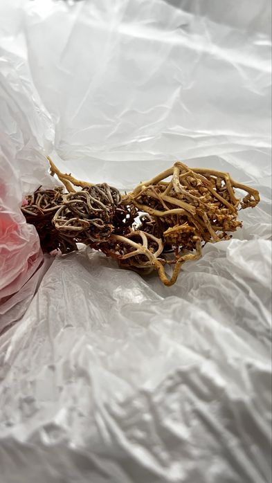 Каф марьям от бесплодие, от женских болезни