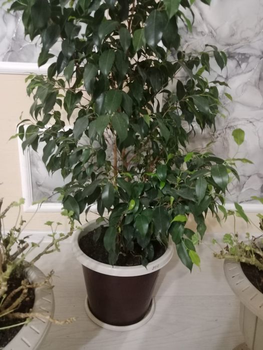 Продам домашние цветы