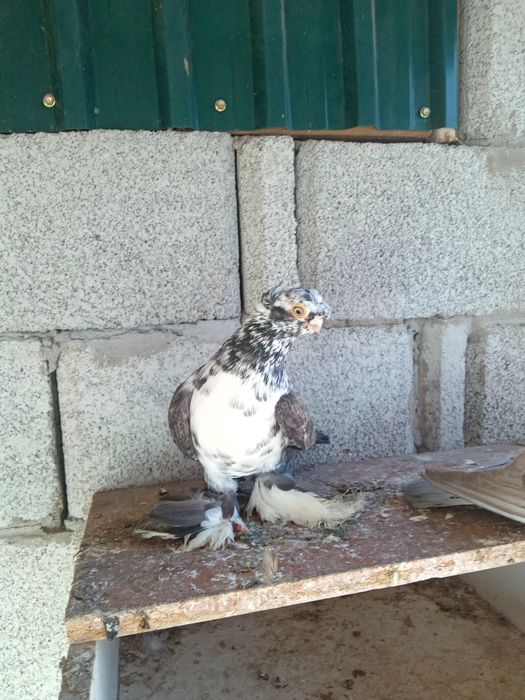 Продаётся челкарь двухчубый весёлый самец