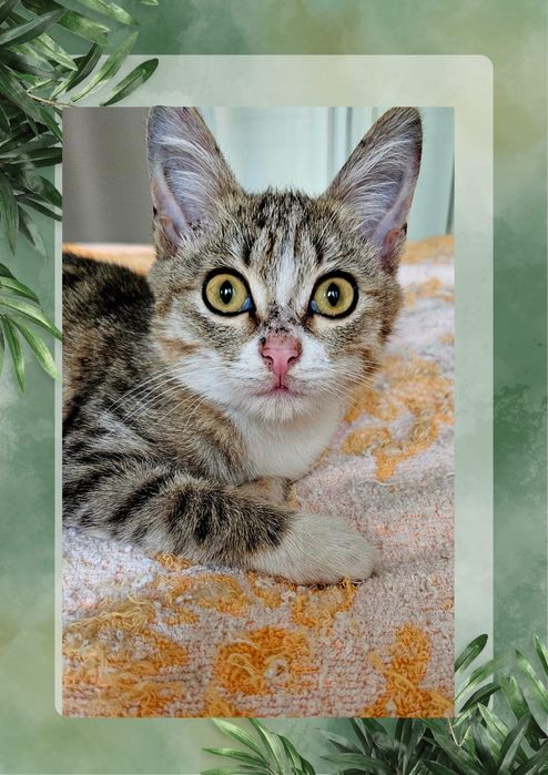 Ласковый котопесик ищет хозяина!