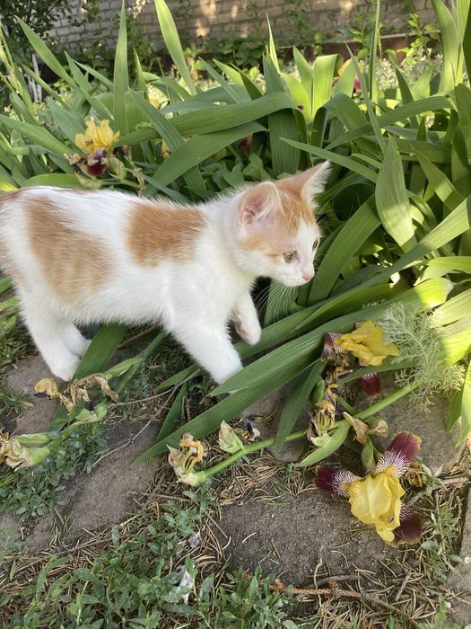 отдам кота в добрые руки