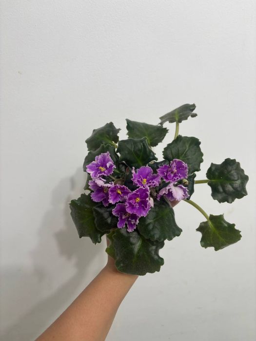Продам комнатные растения