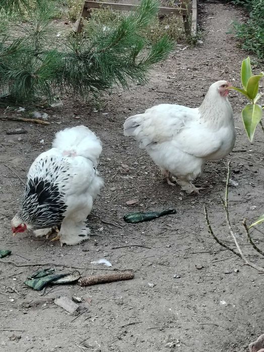 Колумбийска брама