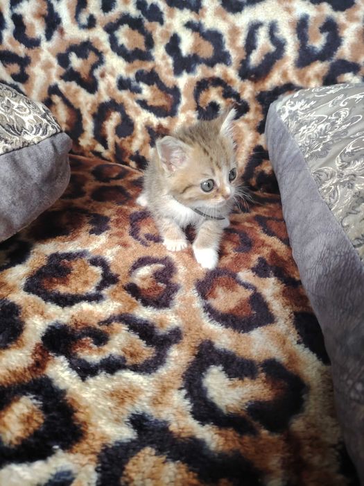 отдам котенка в хорошие руки