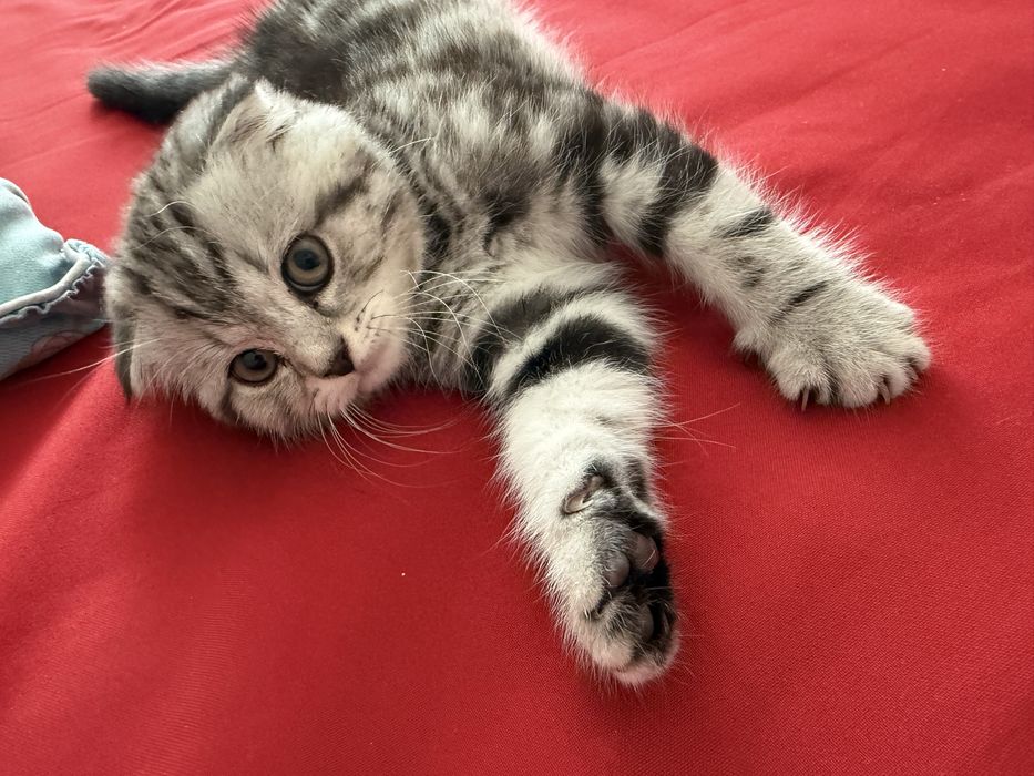 Котенок британка