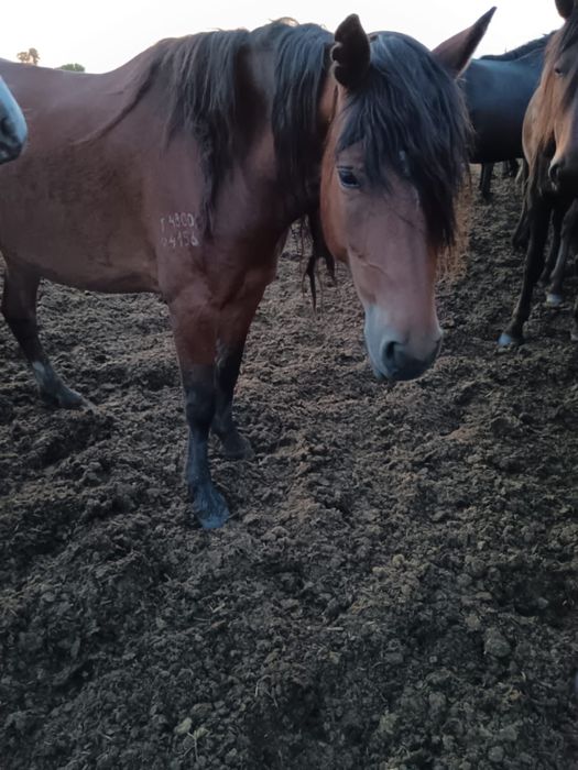 Продам лошадей (кабыл)