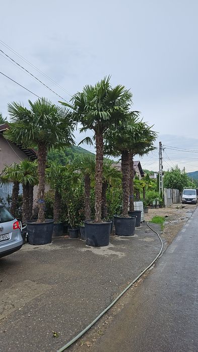 Palmierii rezistenți la îngheț trachicarpus Fortunei