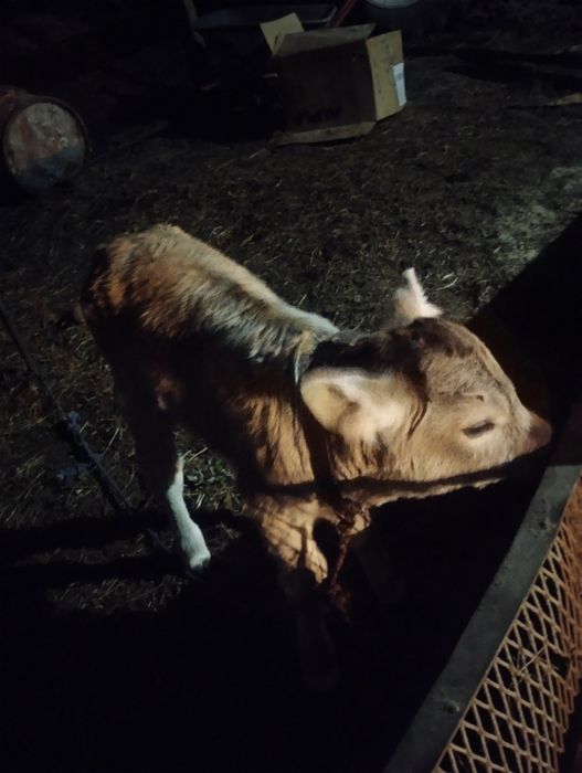 Vând vițel de o săptămână