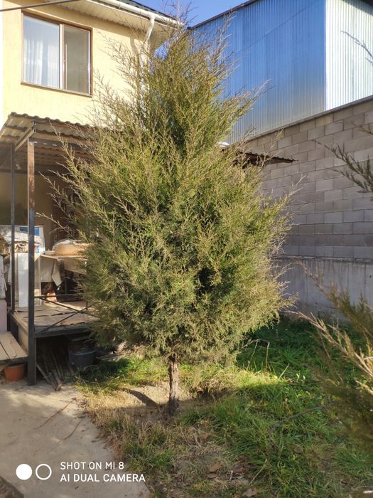 Можевельник очень красивый