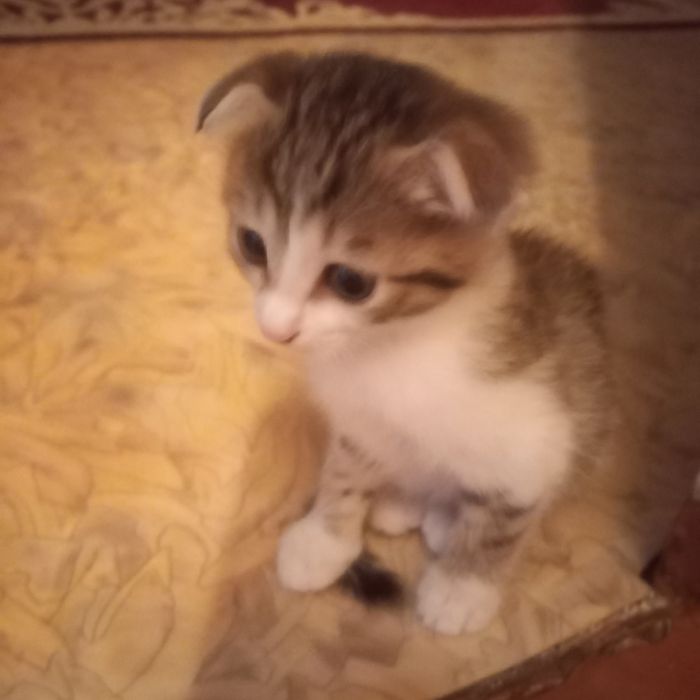 Вислоухий котёнок мальчик 1  мес