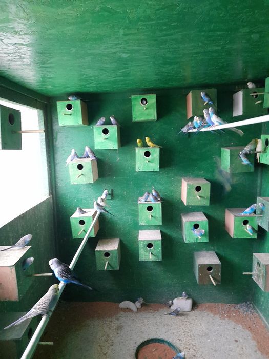 Vând peruși din crescatoria proprie