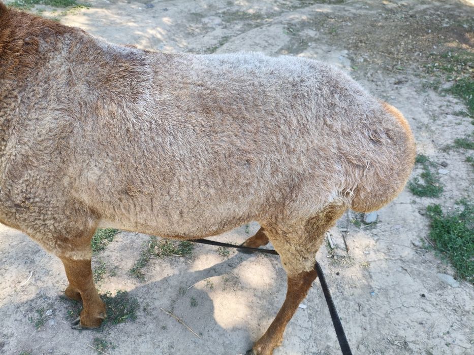 Кошкар породы Еділбай