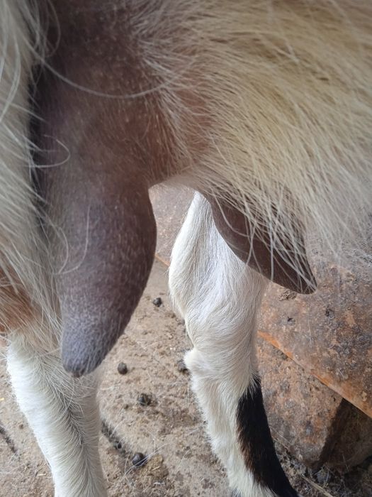 Продаются    козы