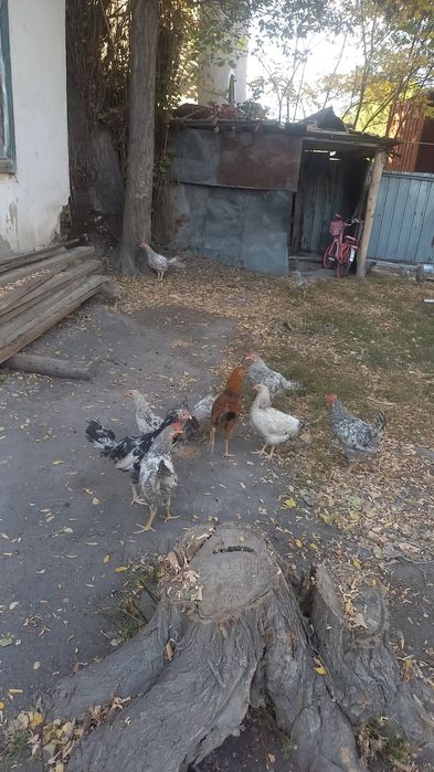 Куры петухи молодые