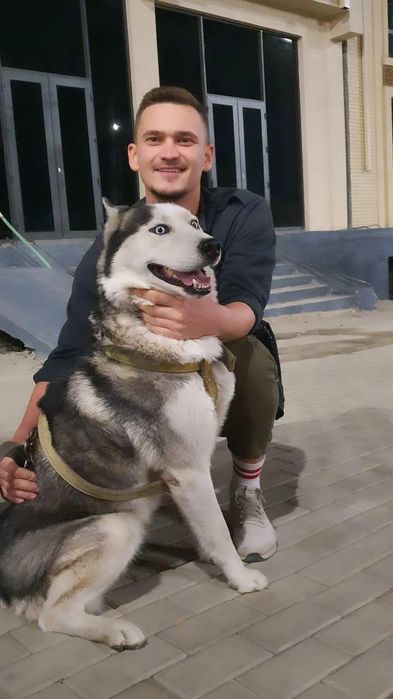 Вязка, чистокровный самец породы Хаски.