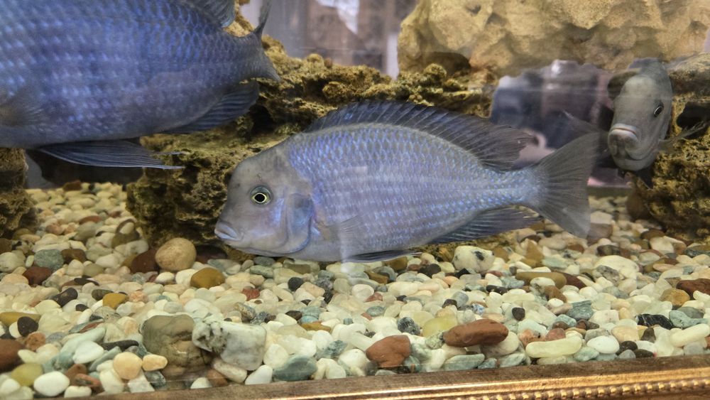 Голубой дельфин.