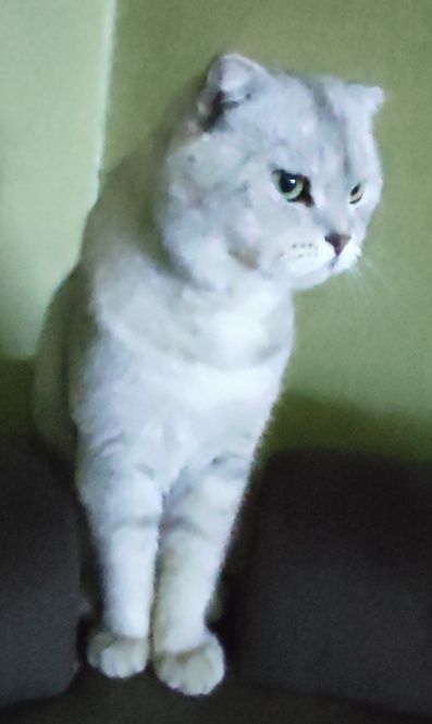 Кот на вязку           .