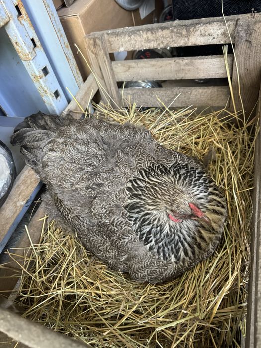 Продам квочку браму