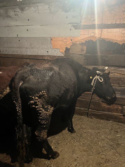 Бұқа  сатылады саудасы бар 2 бас