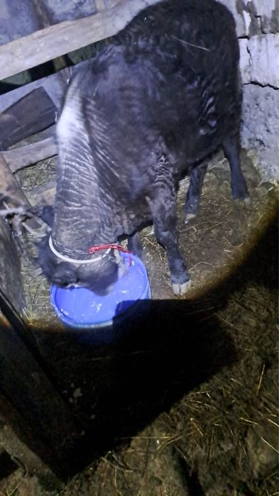 Продаетя бык ангус