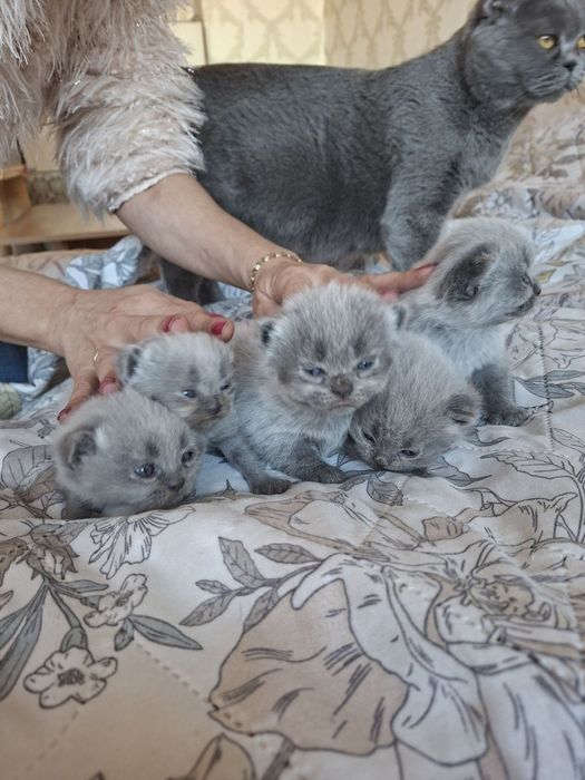 Британски сини колорпойнт късокосмести котенца