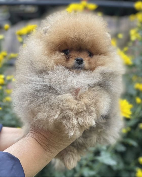 Мини Померан