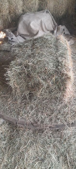 Шөп сатылады отын